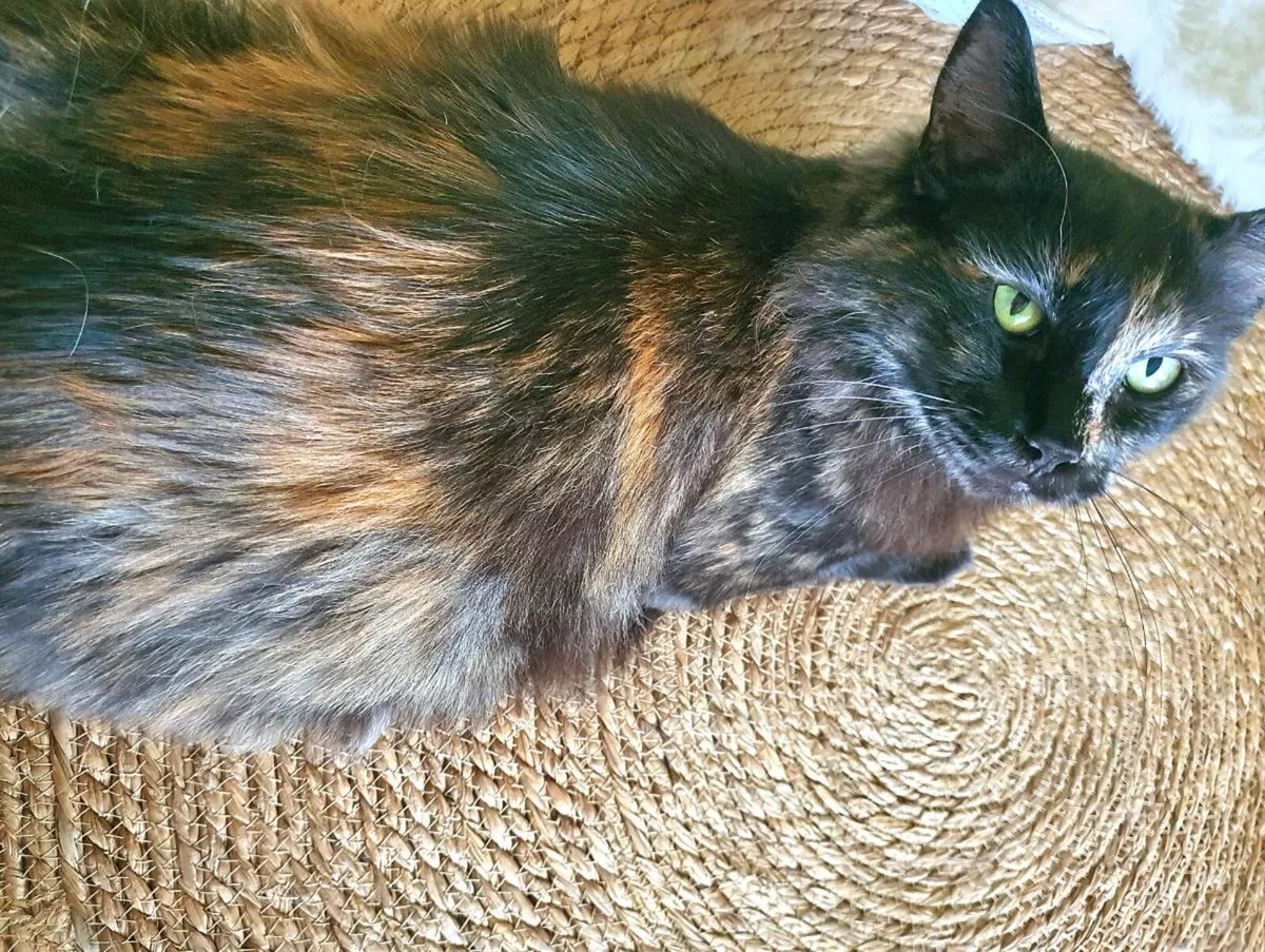 Lap Cat - Young RagCoon cat and her mother ❤️ - Image 4