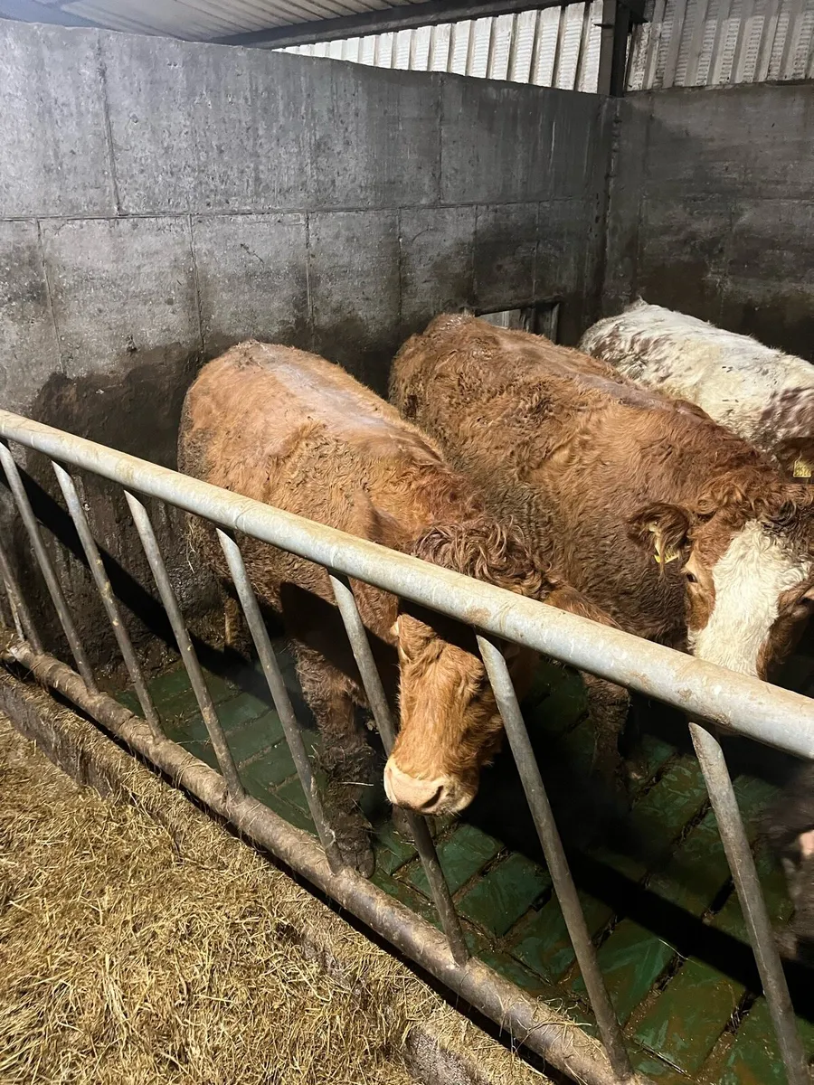 2 first calved teams - Image 1