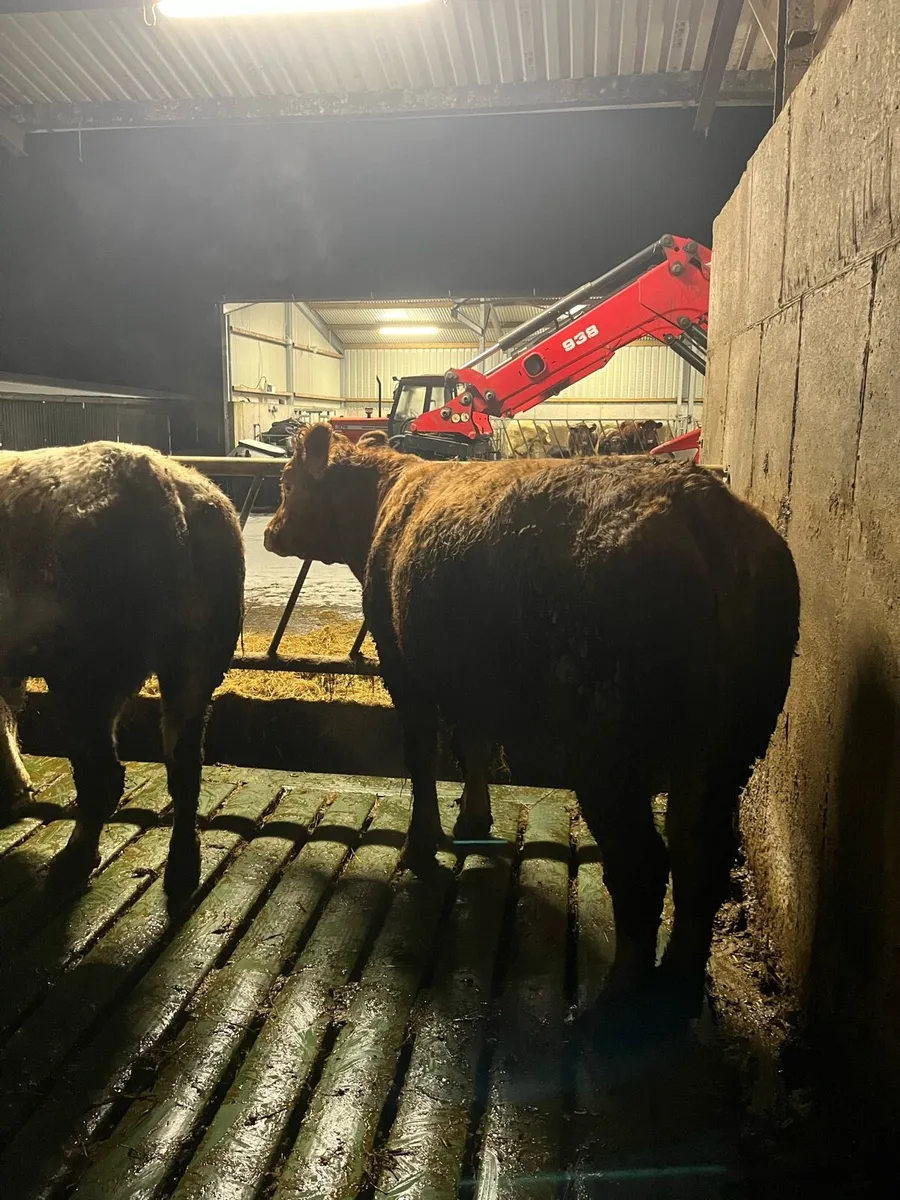 2 first calved teams - Image 2