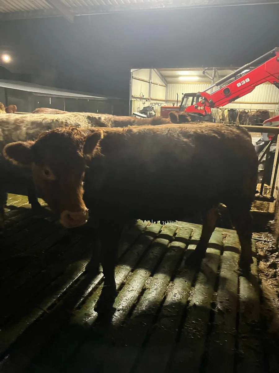 2 first calved teams - Image 3