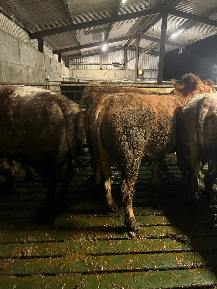 2 first calved teams - Image 4