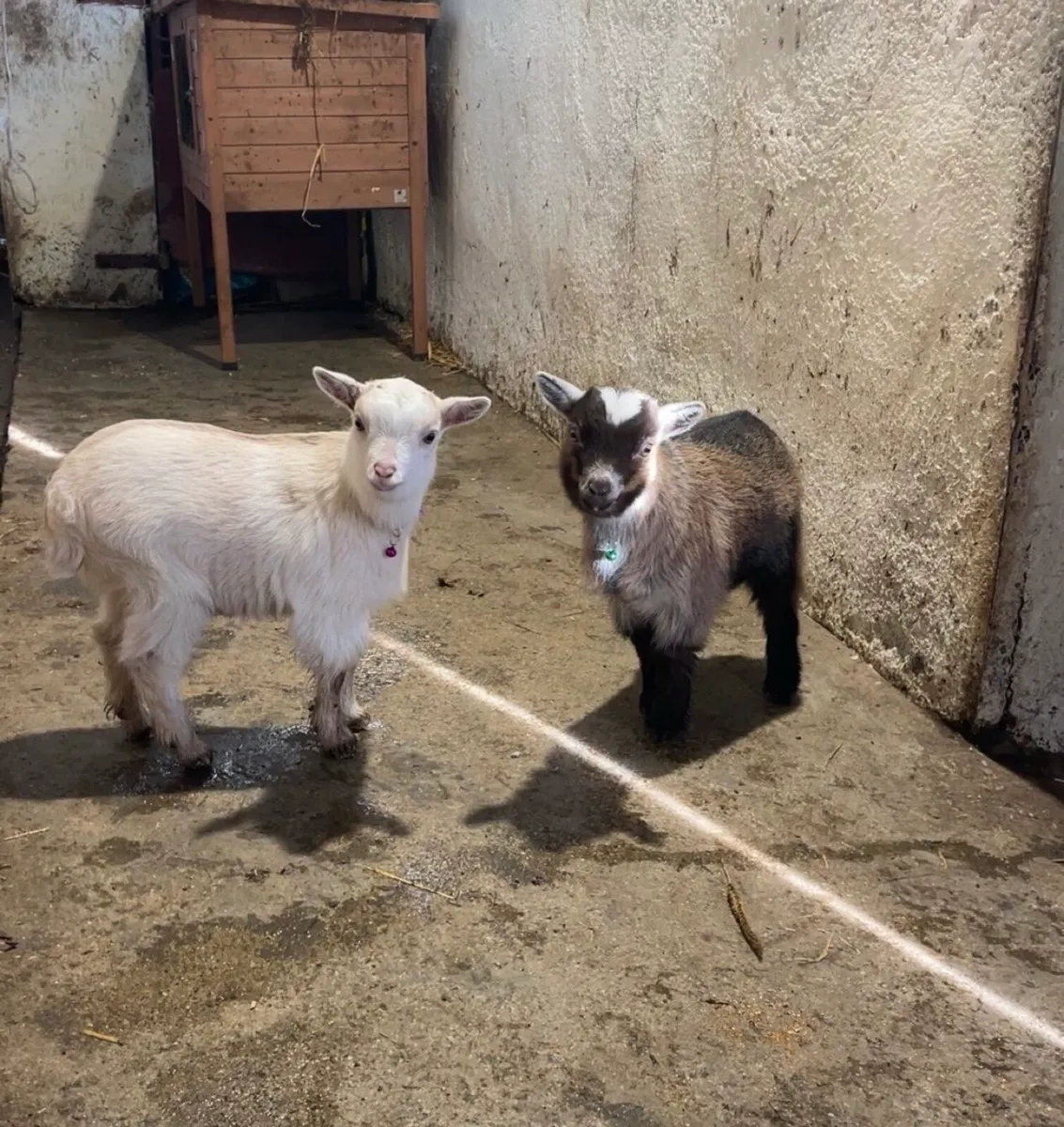 Pygmy goats - Image 1