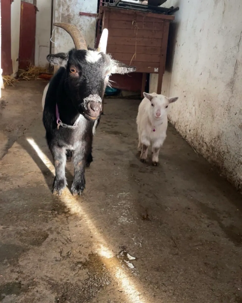 Pygmy goats - Image 2