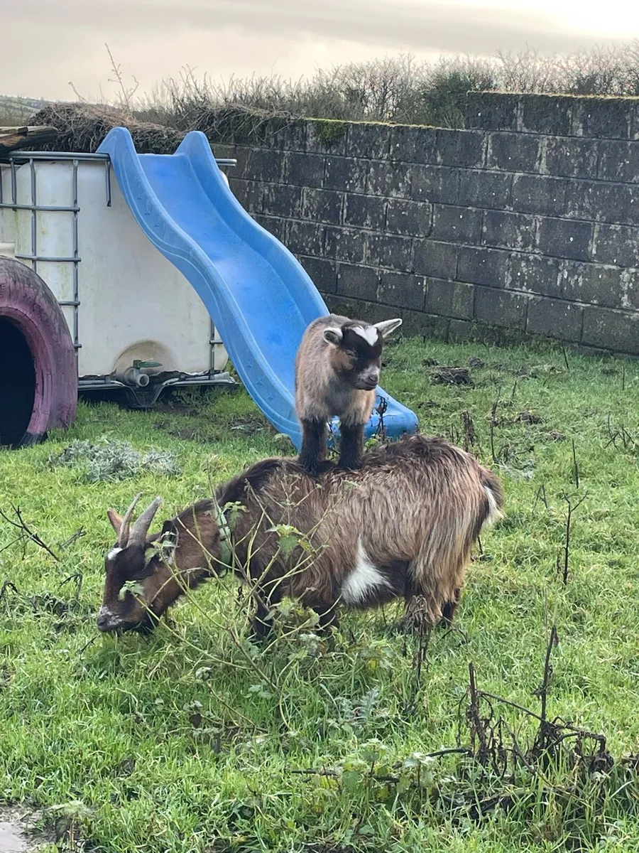 Pygmy goats - Image 4