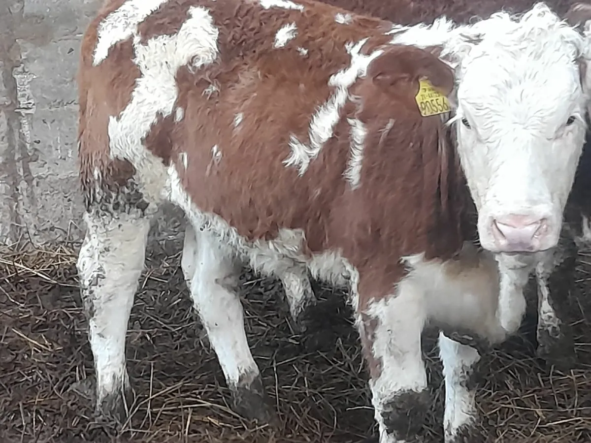 6 Smashing Red Simmental Heifer Weanlings - Image 2