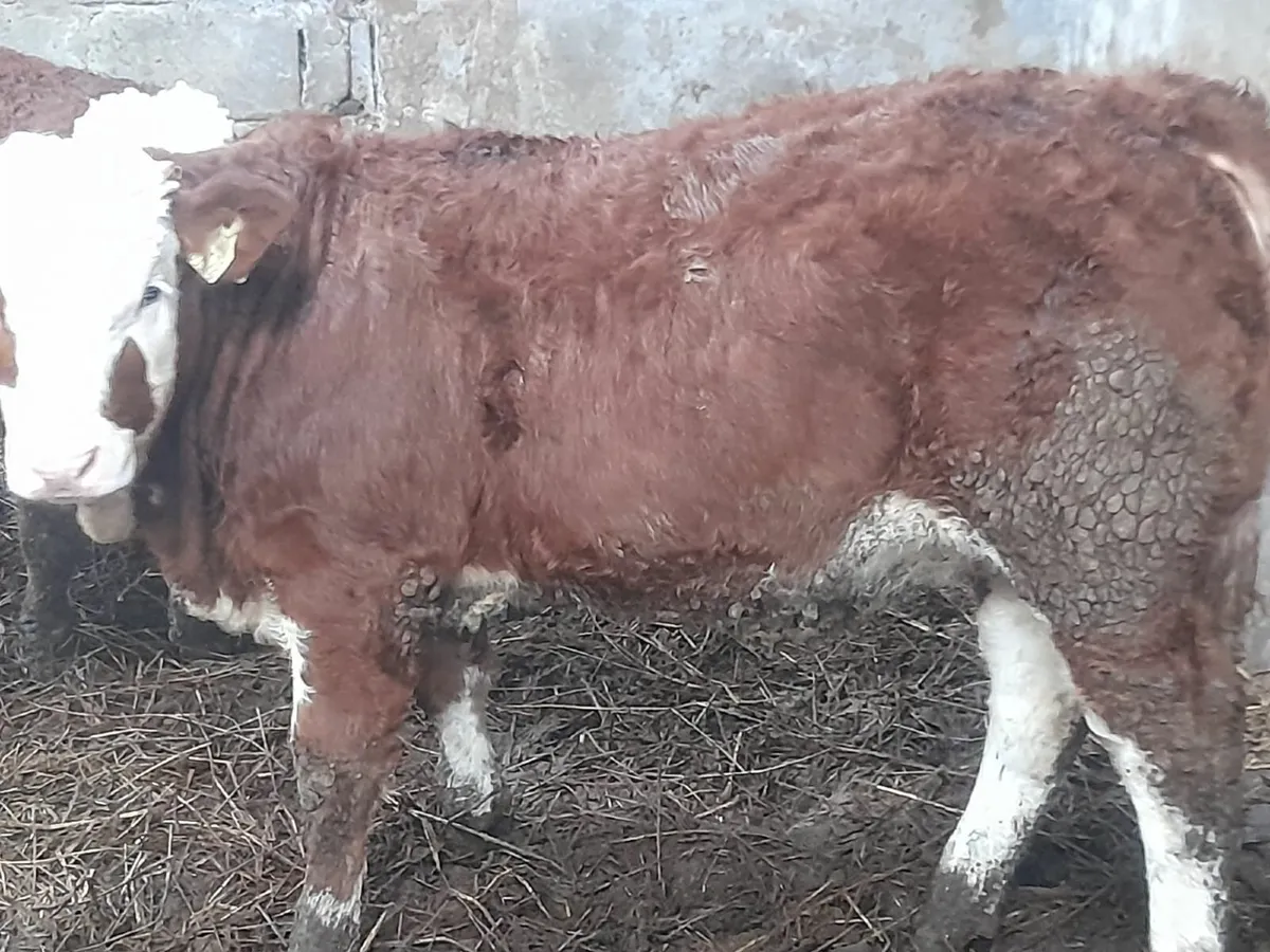 6 Smashing Red Simmental Heifer Weanlings - Image 3