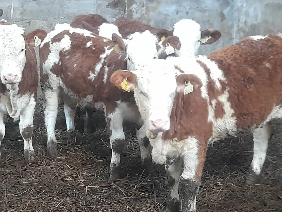 6 Smashing Red Simmental Heifer Weanlings - Image 1