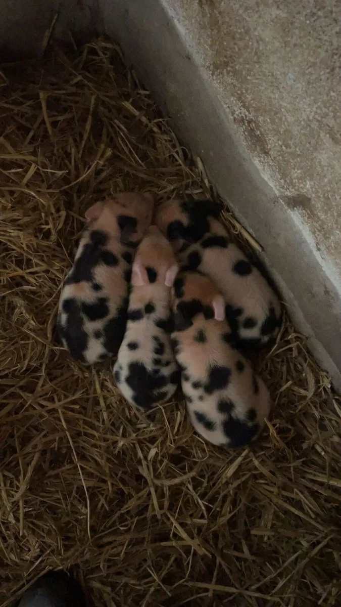 Kune kune piglets - Image 1