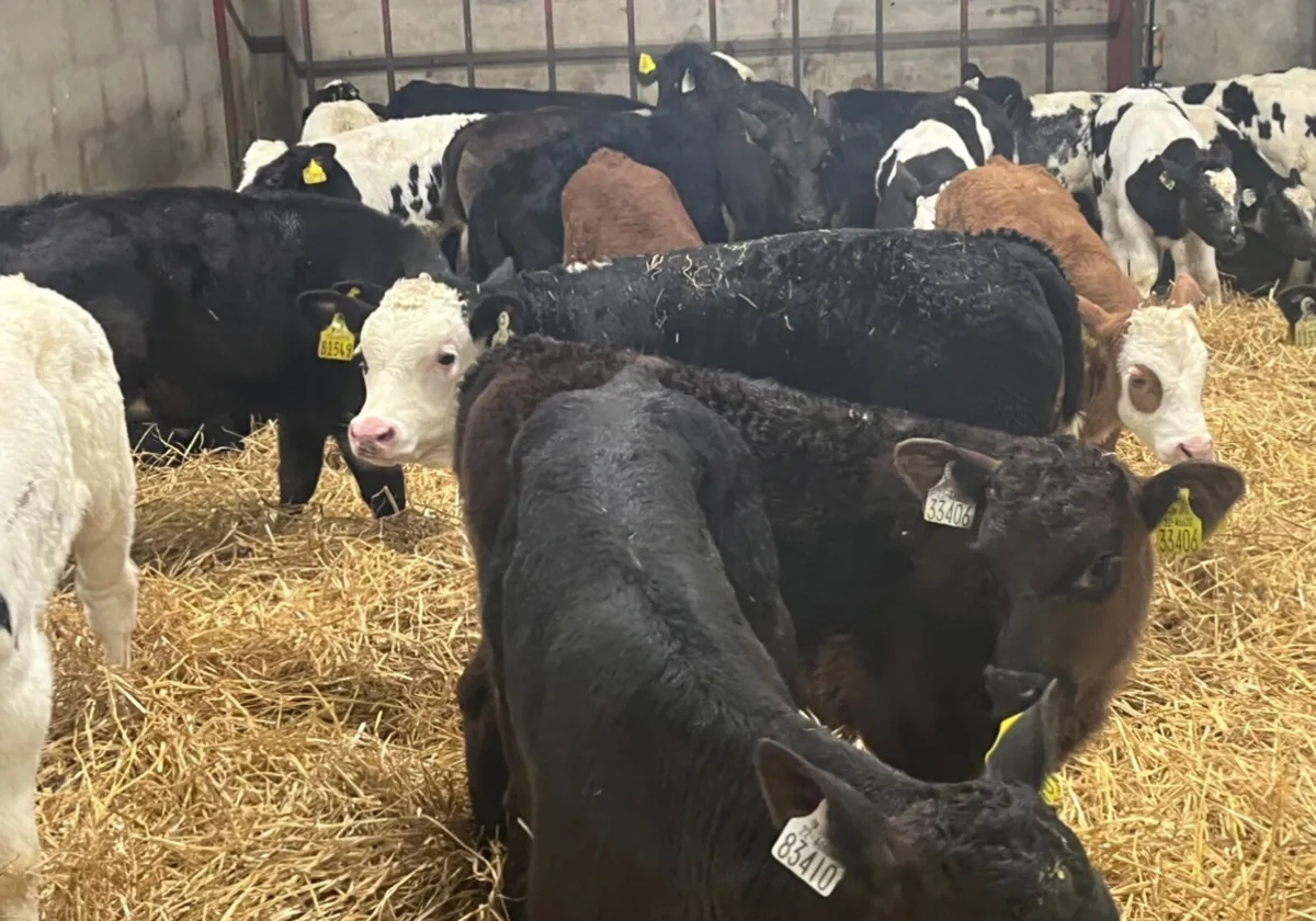 Calves For Sale - Image 1