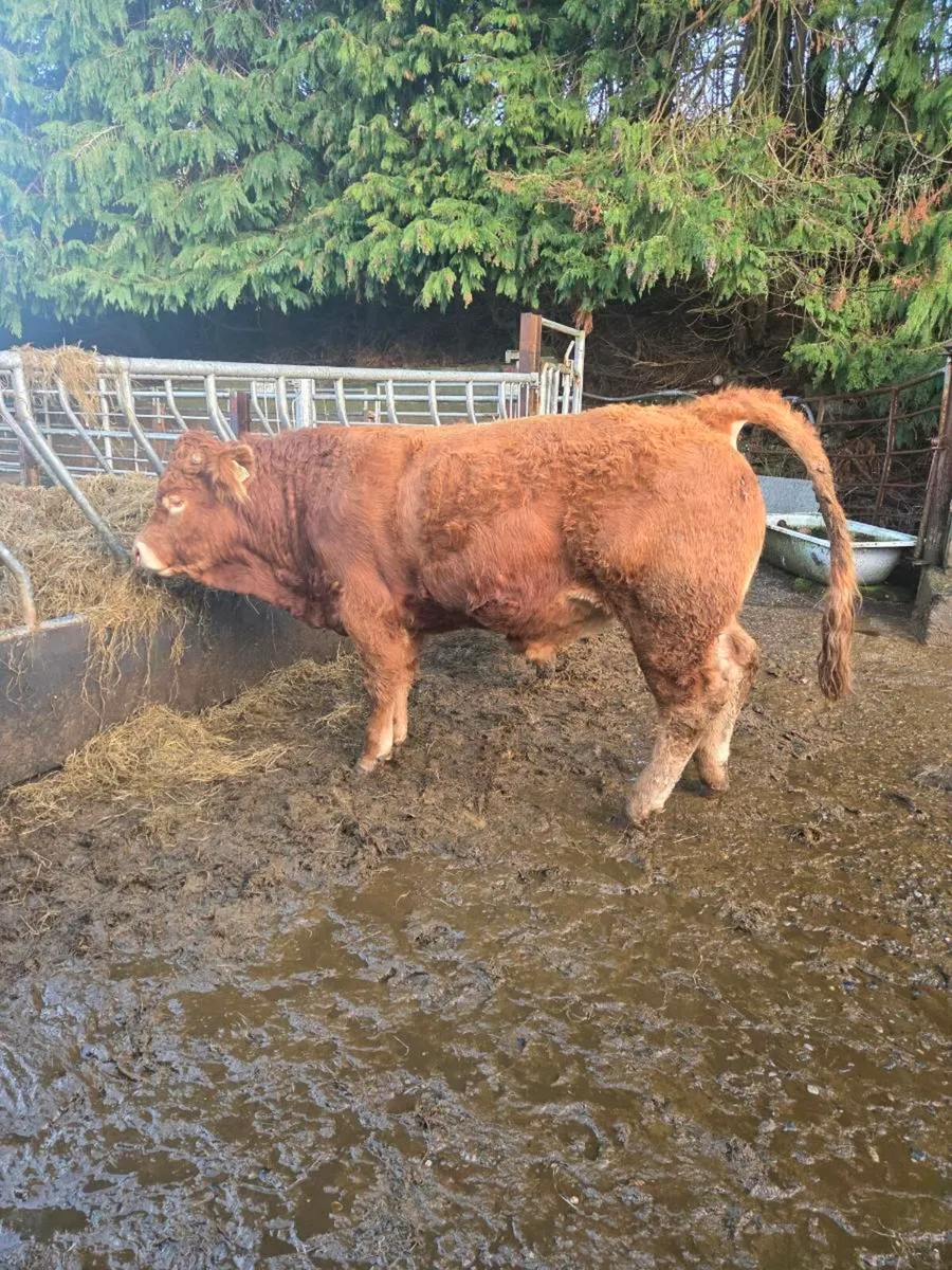 Limousine Bull - Image 1