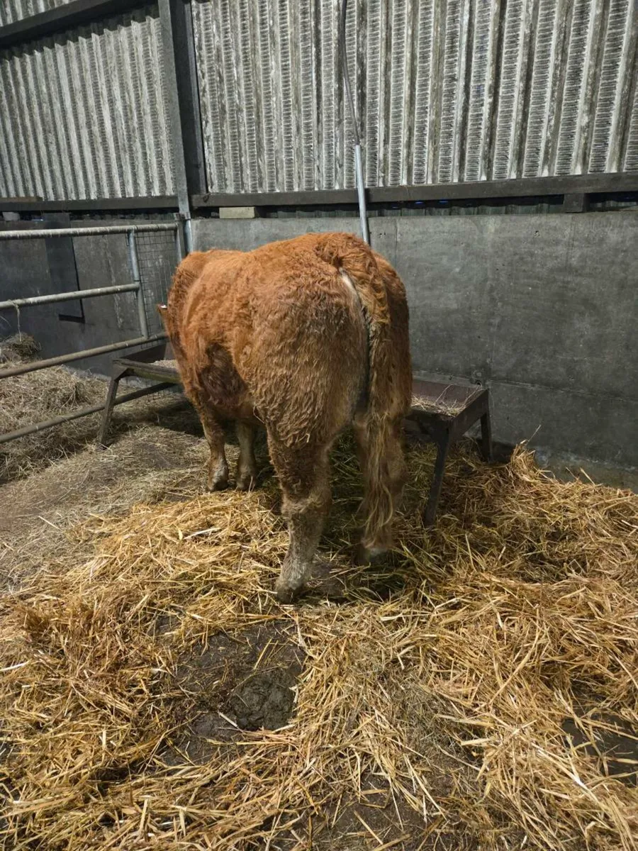 Limousine Bull - Image 2