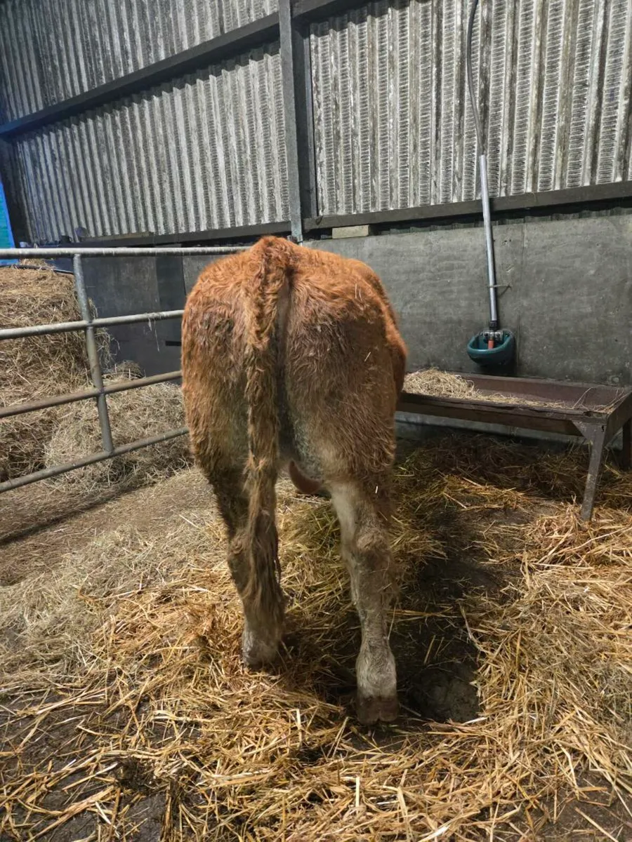 Limousine Bull - Image 3