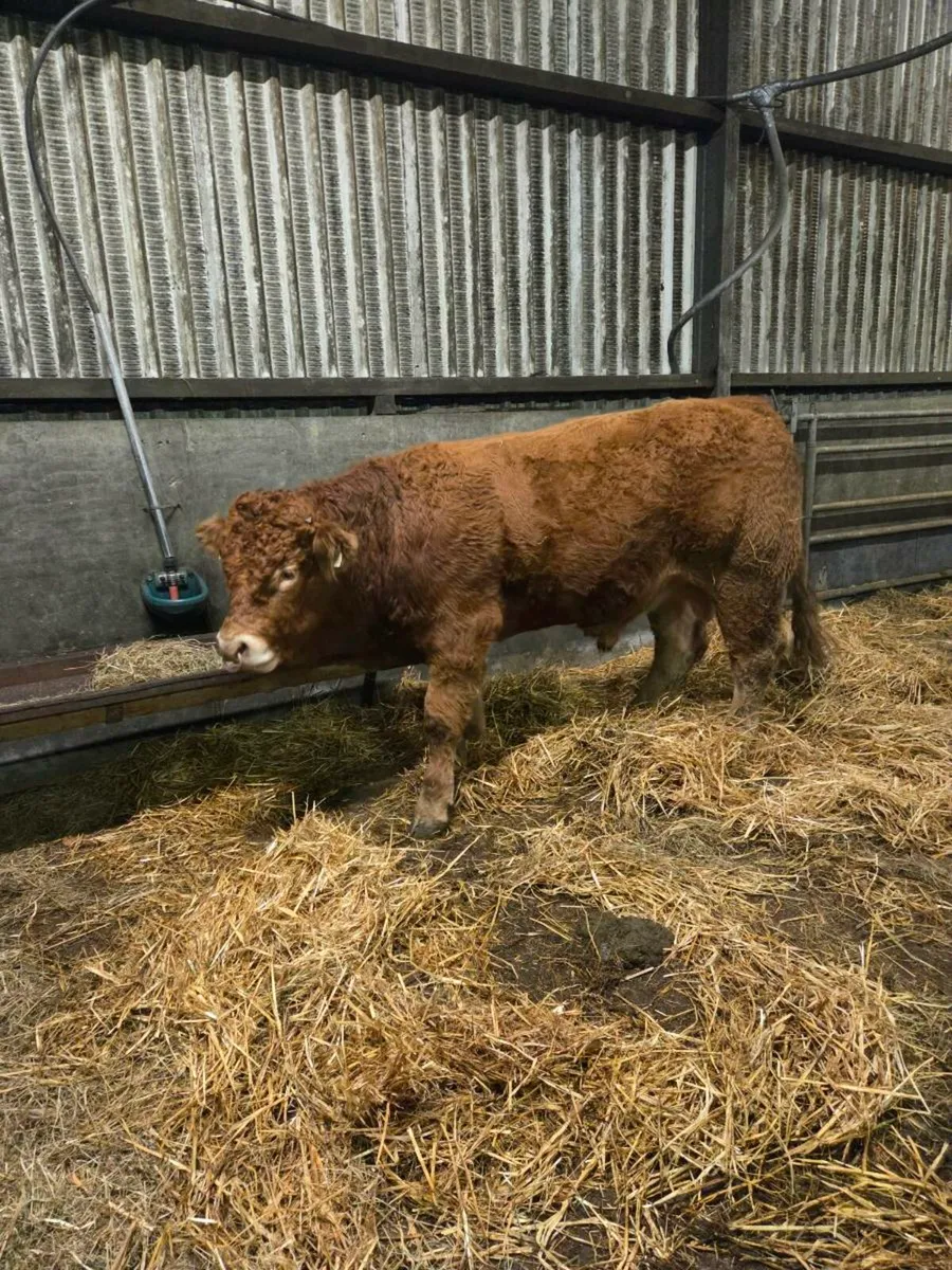 Limousine Bull - Image 4