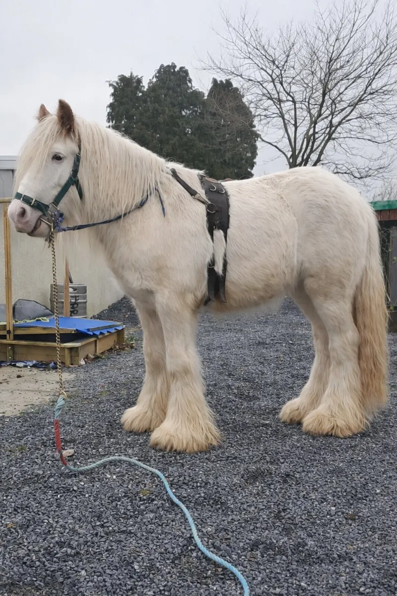 Heavy stallion - Image 3