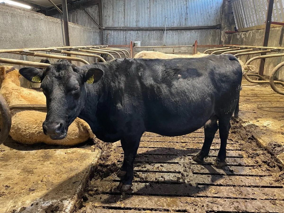 In calf cow - Image 1