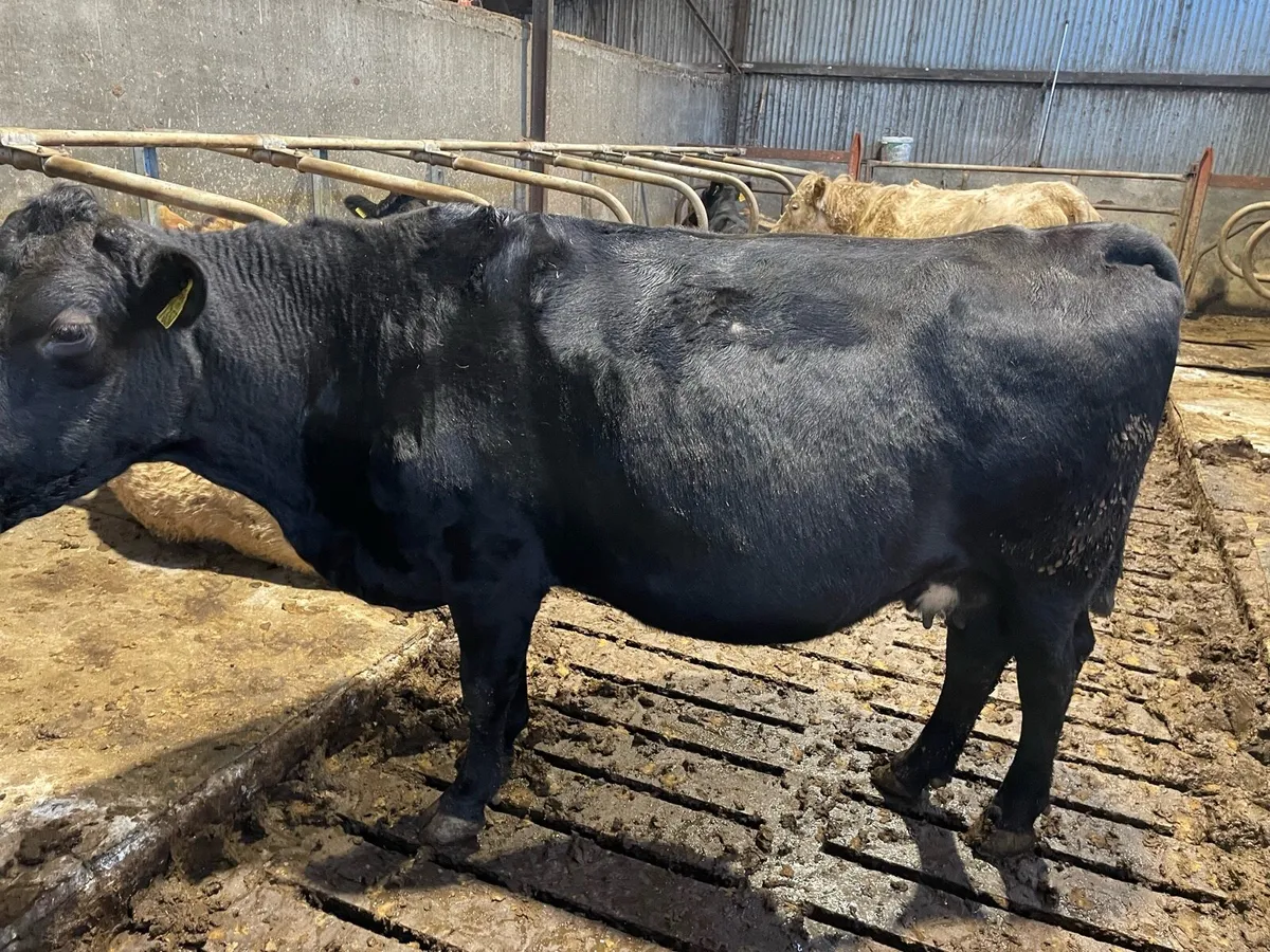 In calf cow - Image 2