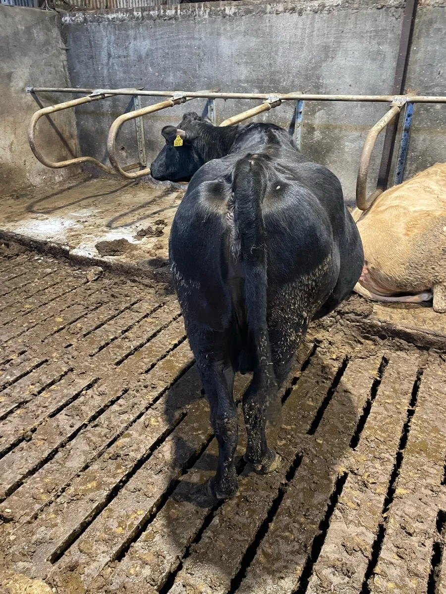 In calf cow - Image 3