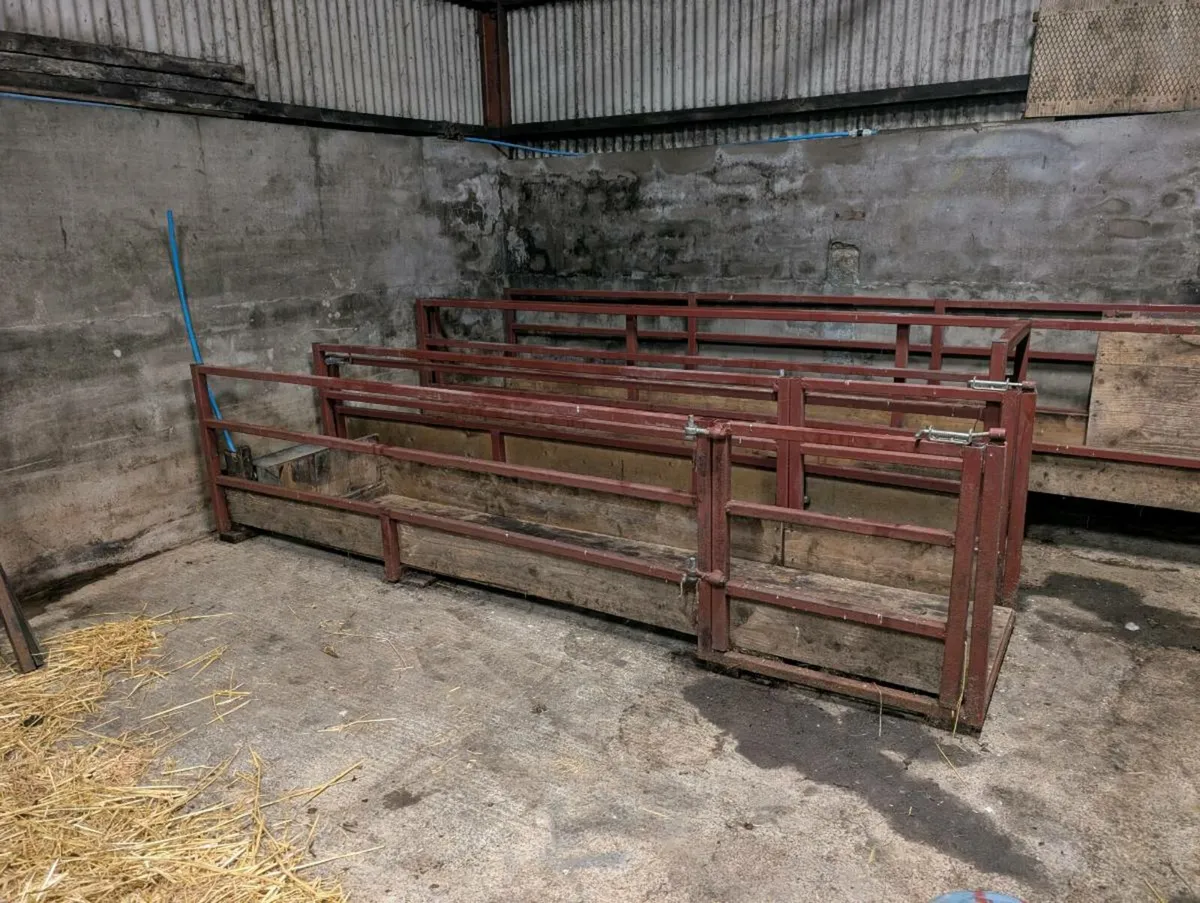 Sheep walk through feeder barriers - Image 1