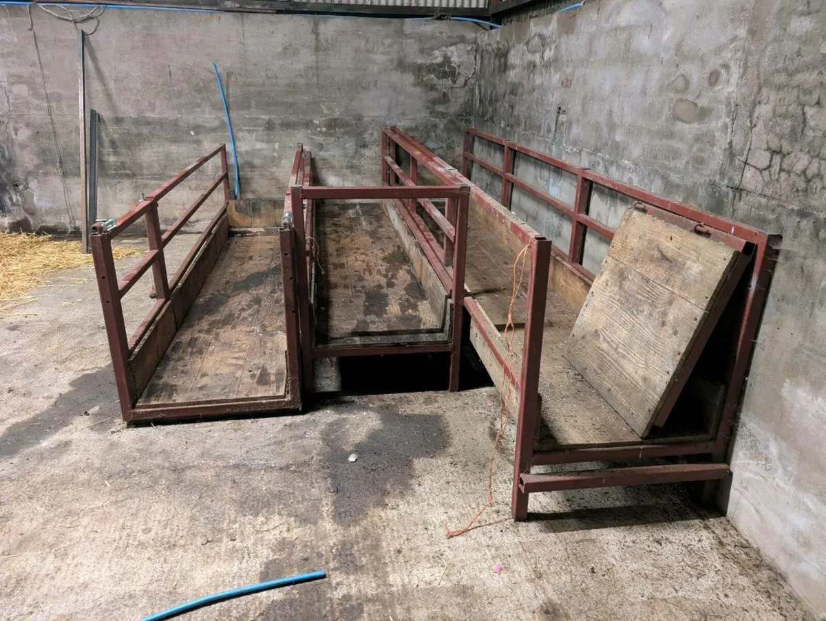 Sheep walk through feeder barriers - Image 2