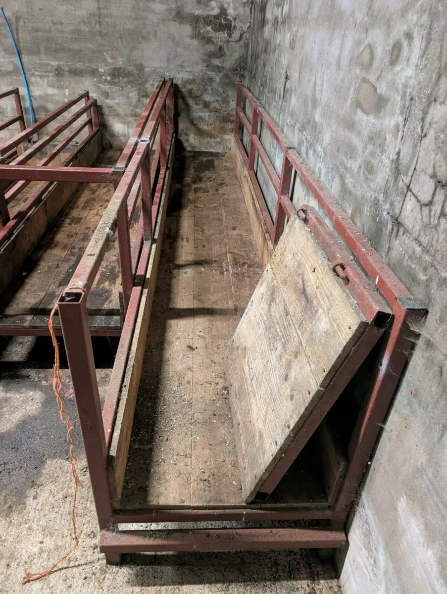 Sheep walk through feeder barriers - Image 3