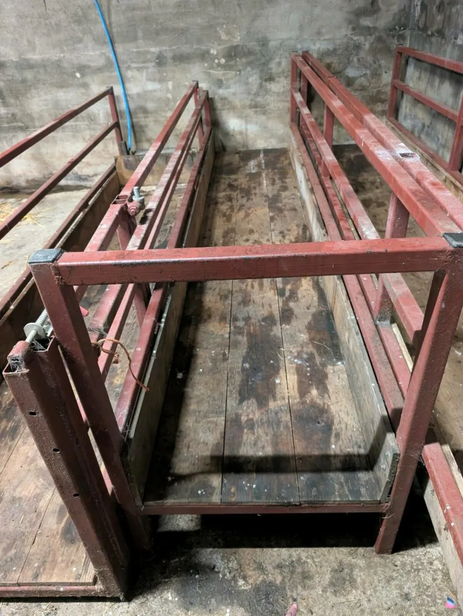 Sheep walk through feeder barriers - Image 4