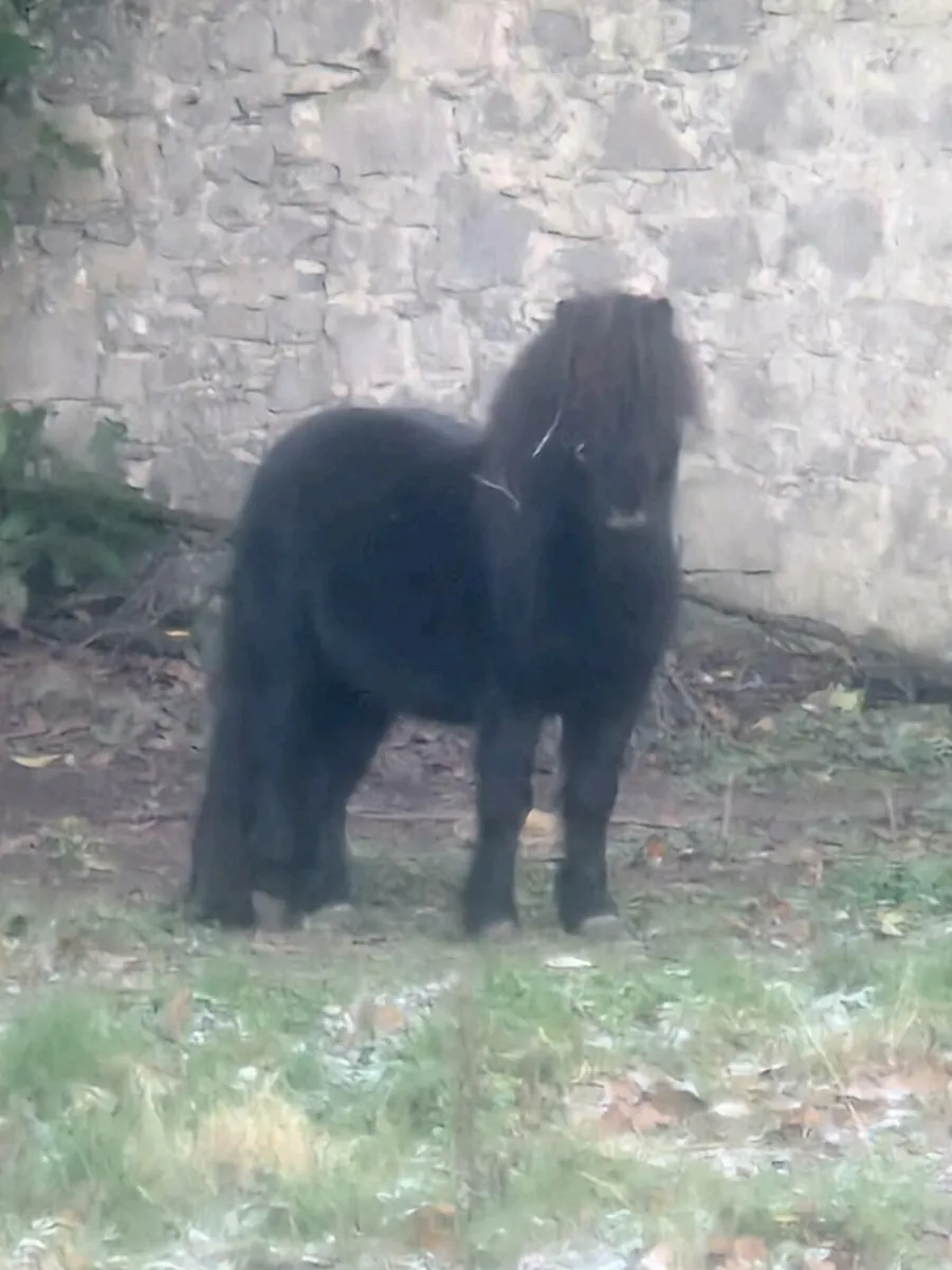 Teaser Pony - Image 1