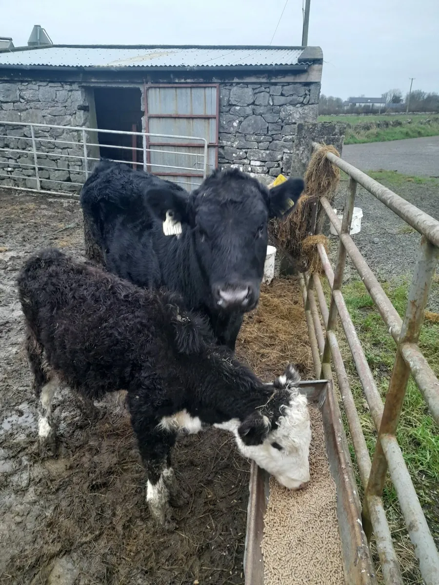 Prime condition animals - Image 1