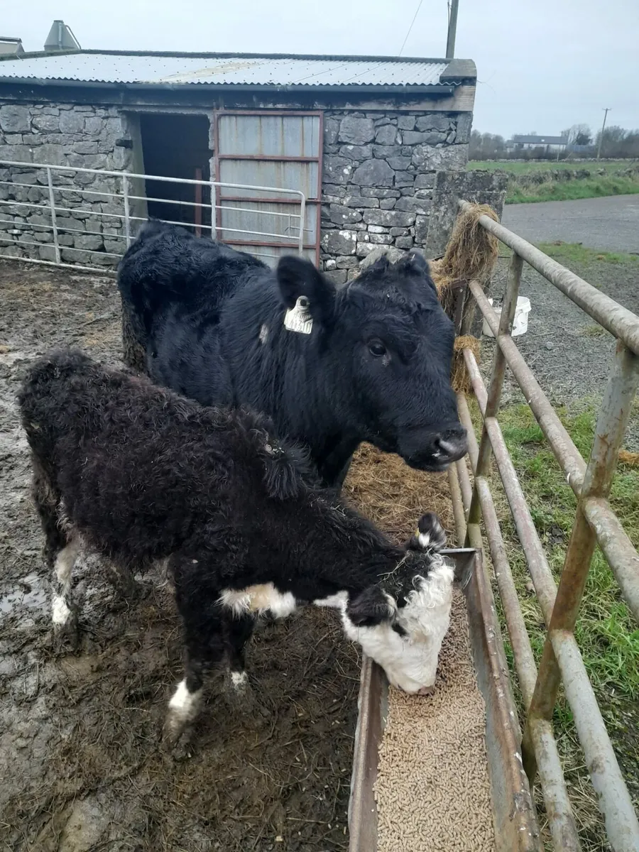 Prime condition animals - Image 2