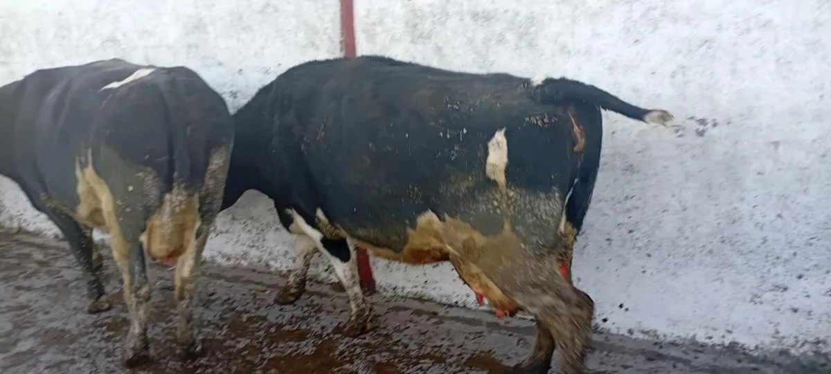 2 Incalf  Cows suitable for calves - Image 1