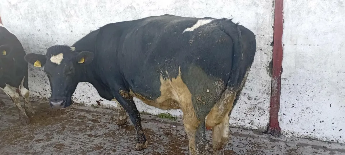 2 Incalf  Cows suitable for calves - Image 2