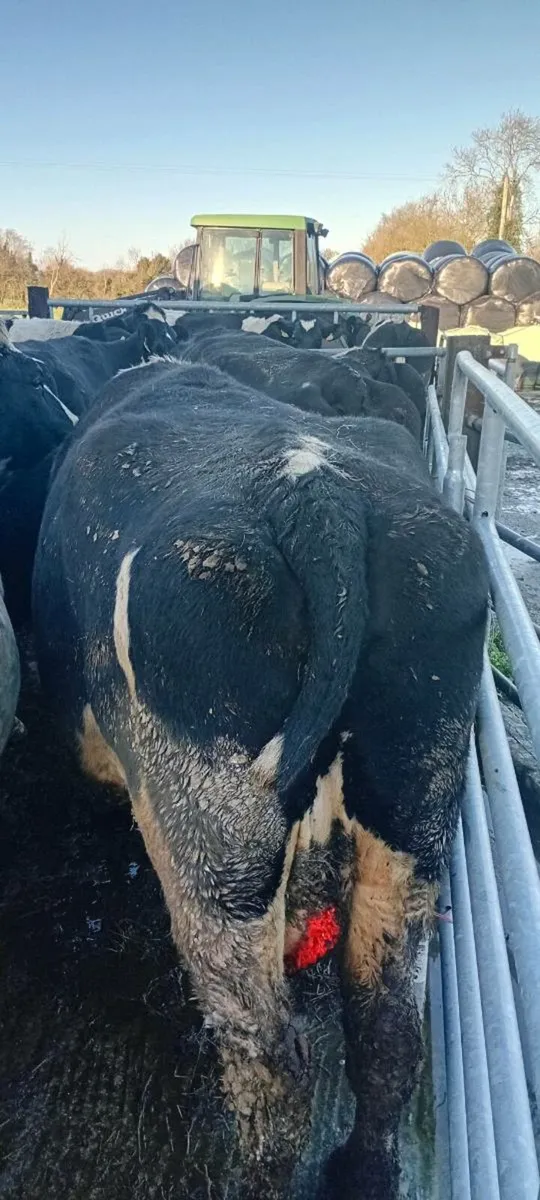 2 Incalf  Cows suitable for calves - Image 3