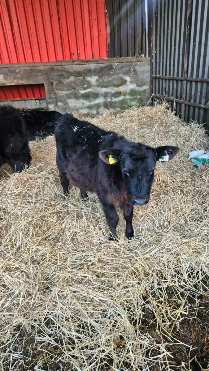 2 weanlings - Image 2