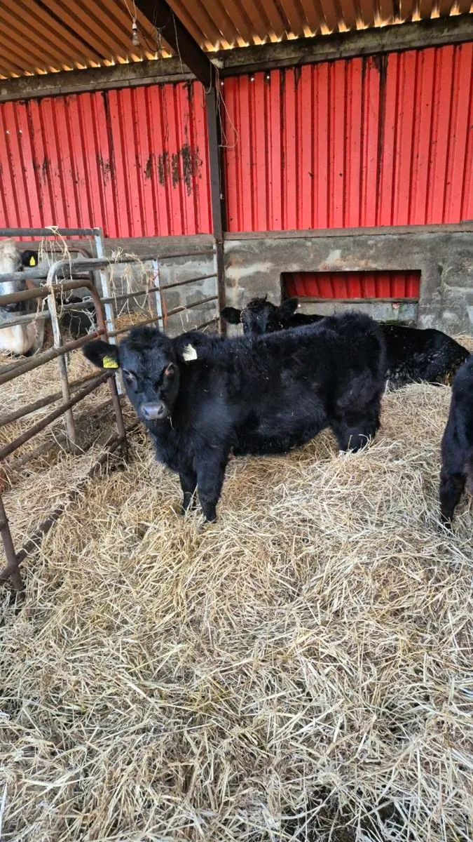 2 weanlings - Image 3