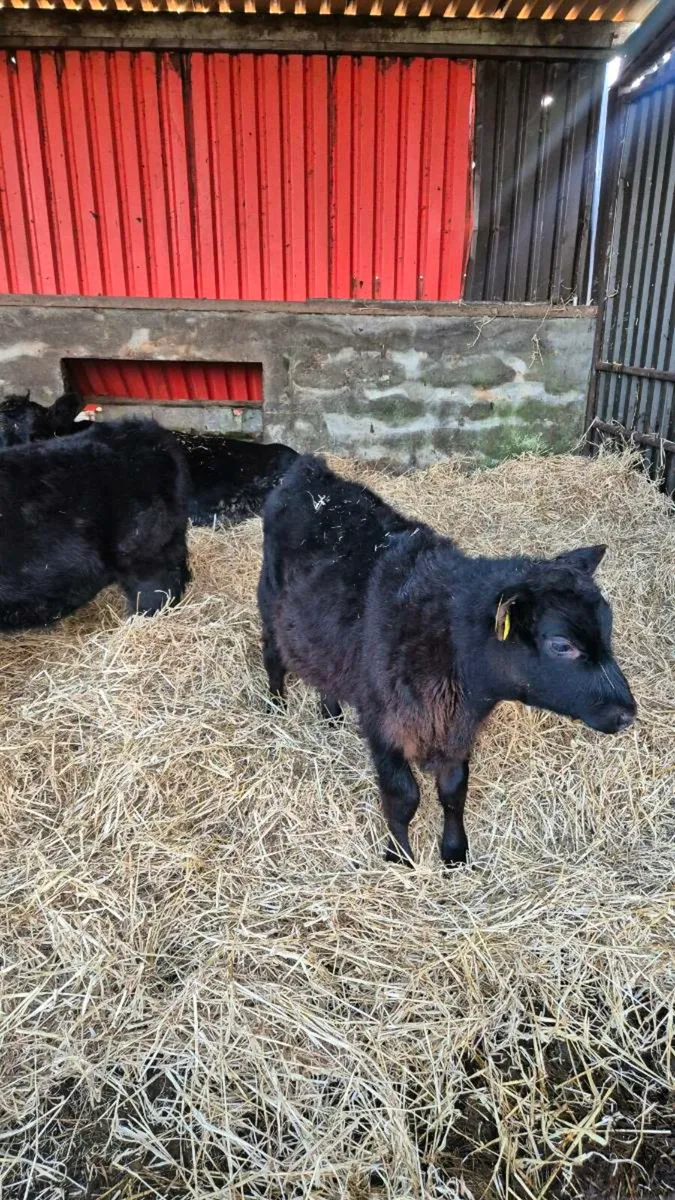 2 weanlings - Image 4