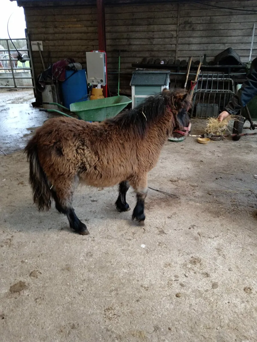 Minature Filly Foal - Image 1