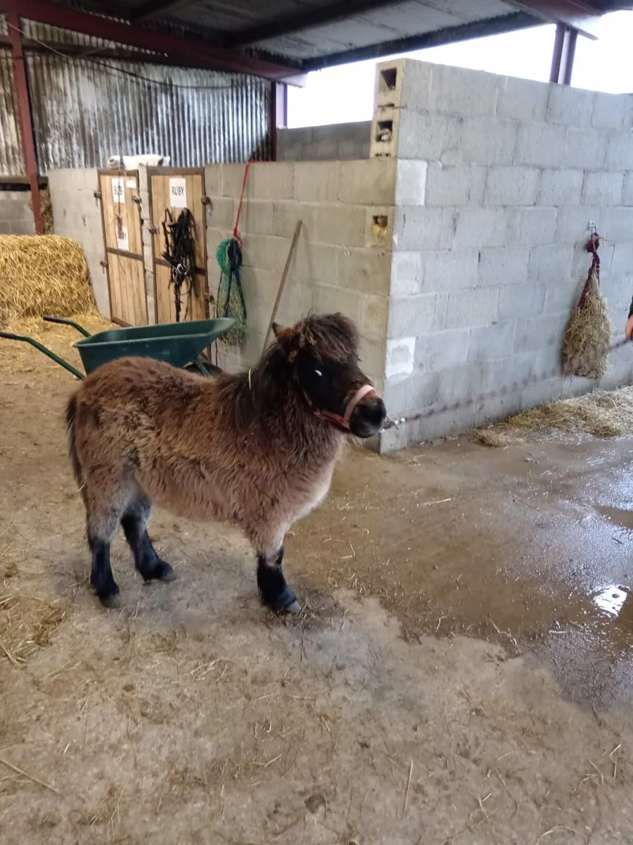 Minature Filly Foal - Image 2