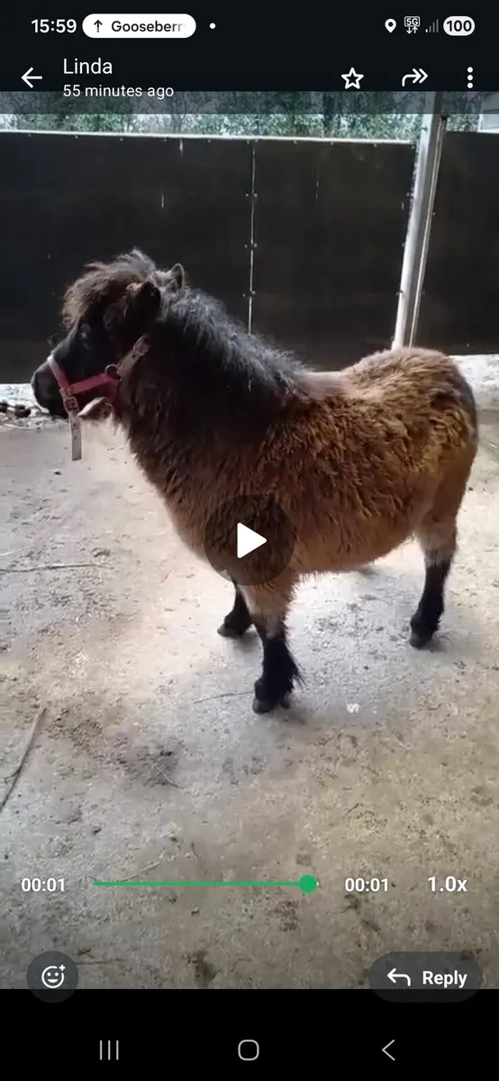 Minature Filly Foal - Image 3