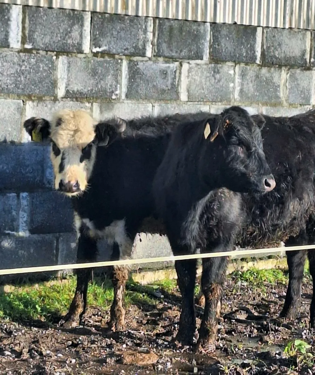2 Lovely Bucket fed Heifers - Image 1