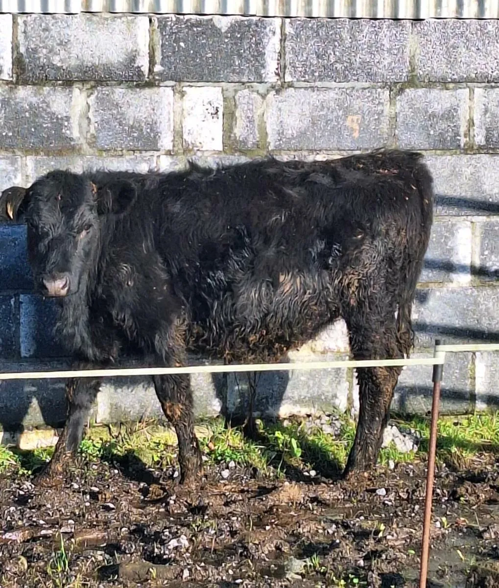 2 Lovely Bucket fed Heifers - Image 2