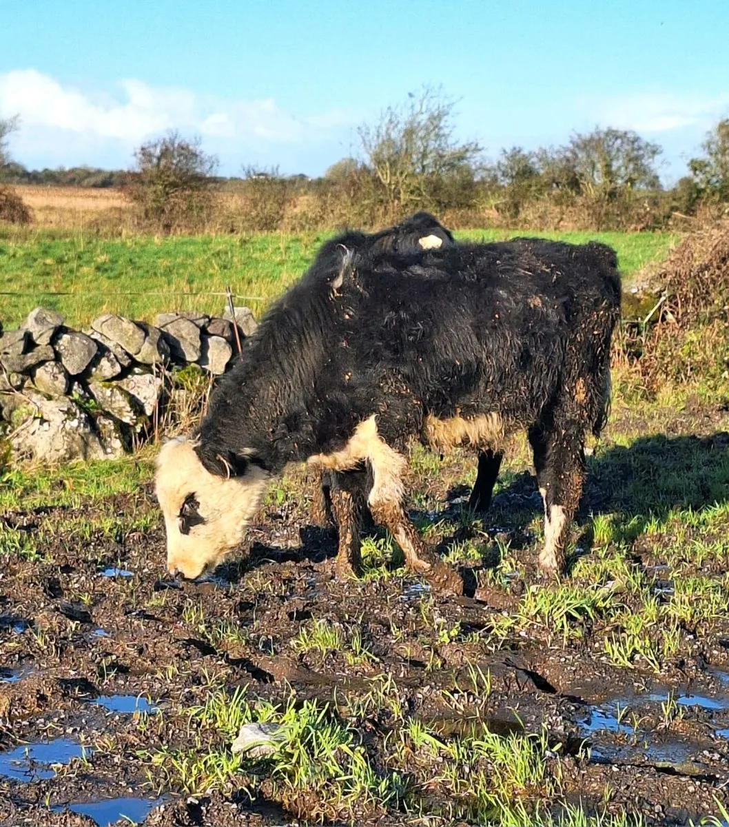 2 Lovely Bucket fed Heifers - Image 3