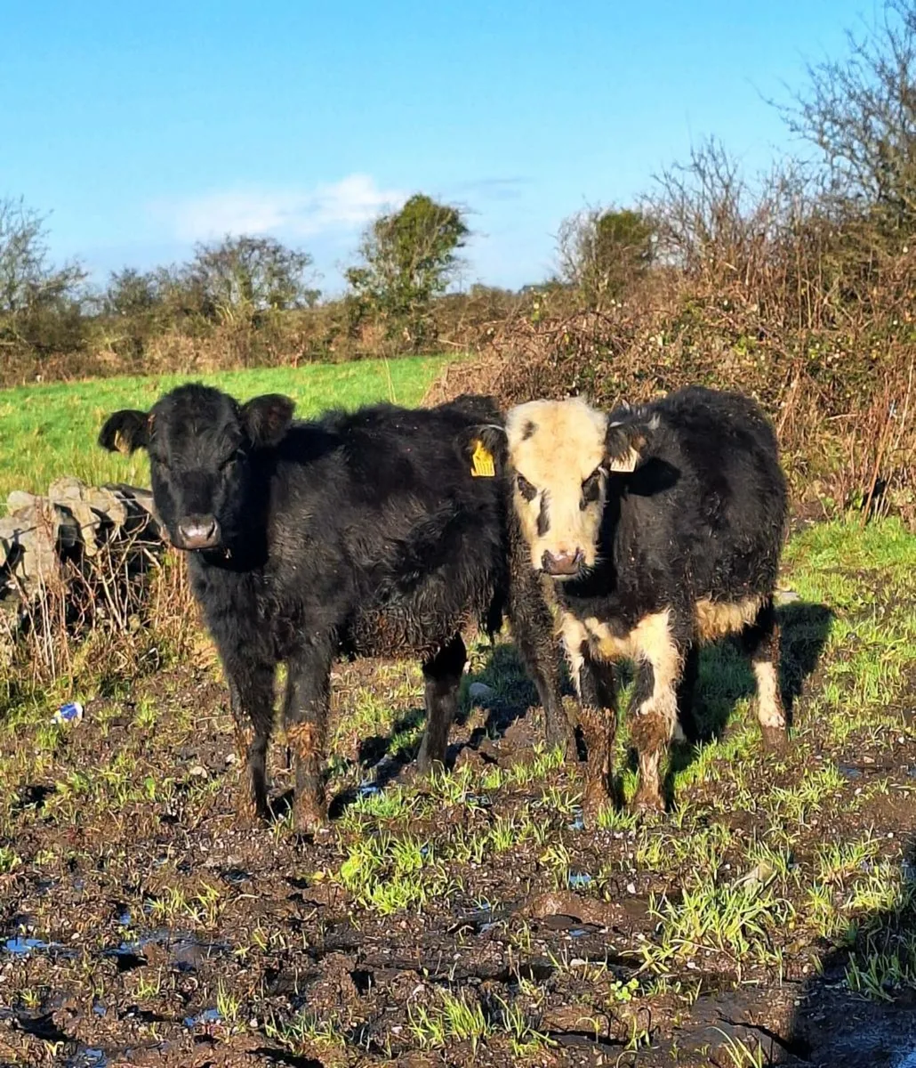2 Lovely Bucket fed Heifers - Image 4