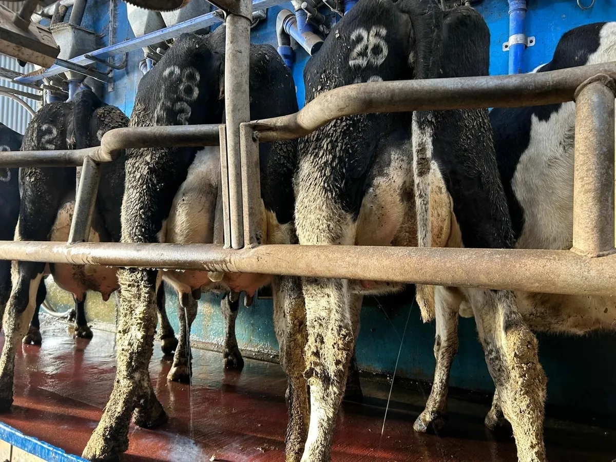 Freshly Calved Cows - Image 1