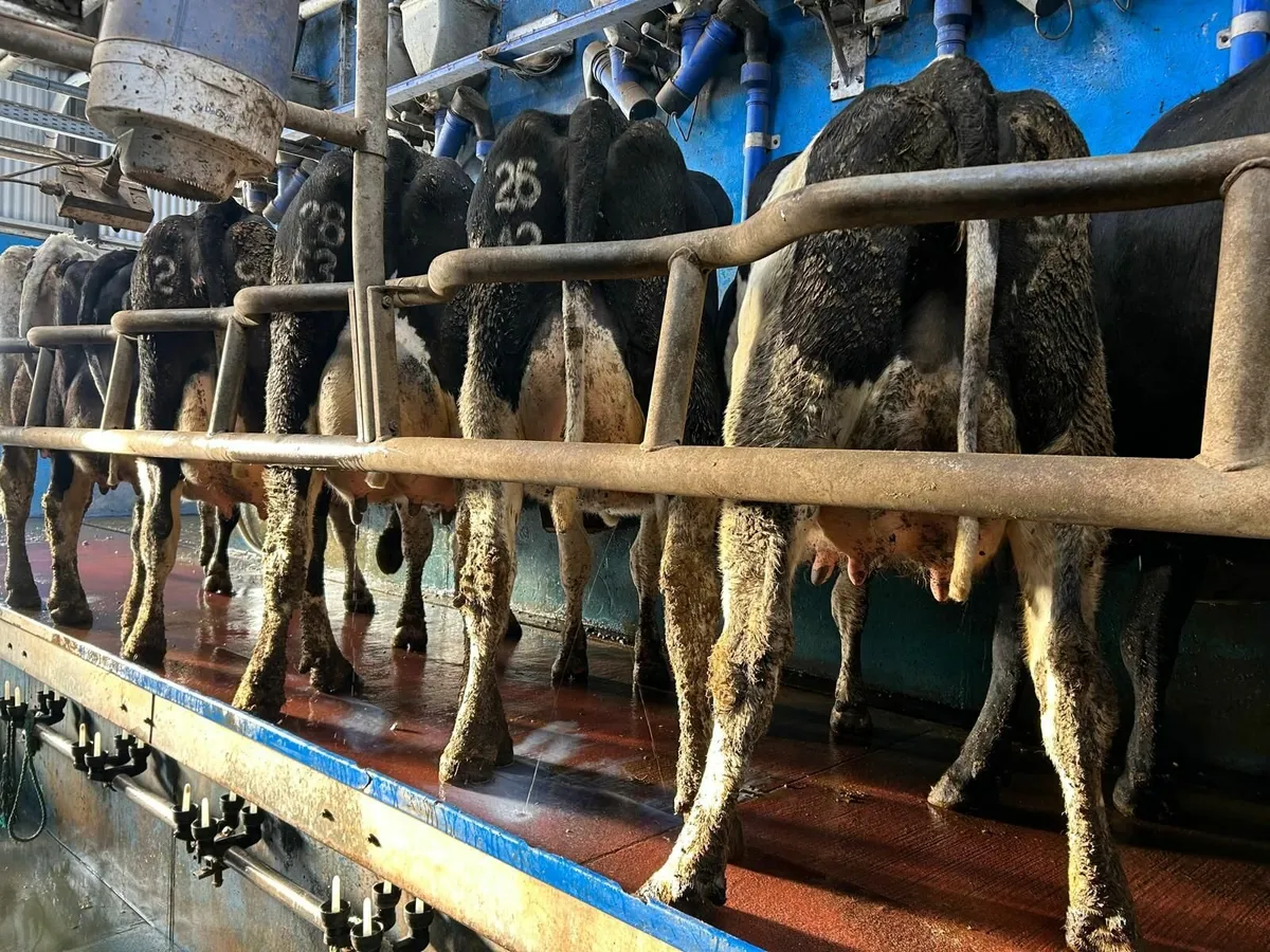 Freshly Calved Cows - Image 2