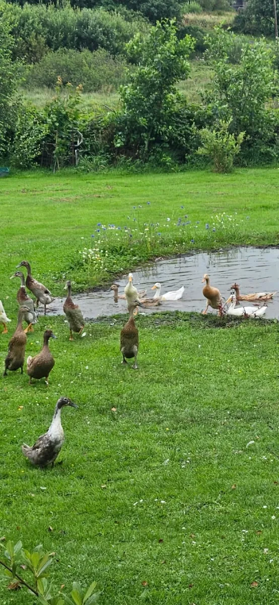 Geese for sale - Image 1