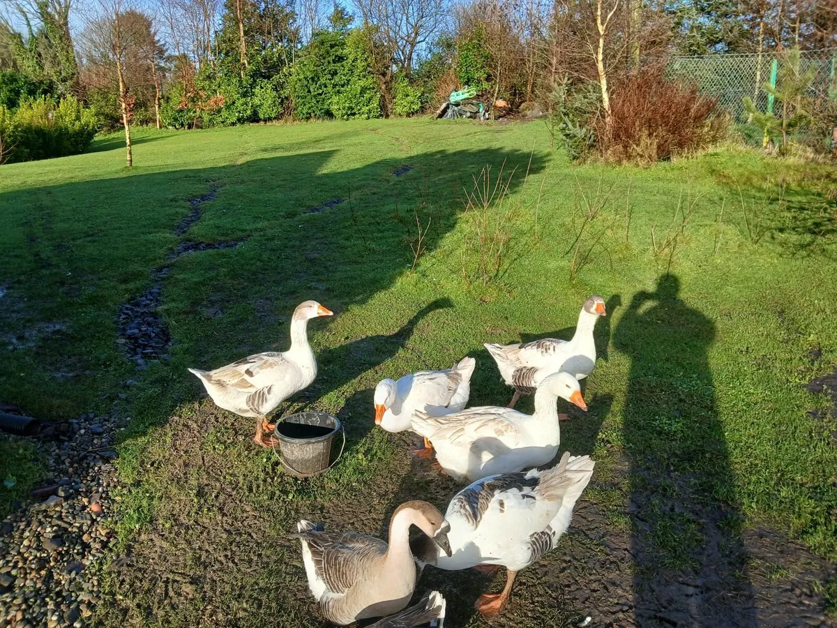Geese for sale - Image 2