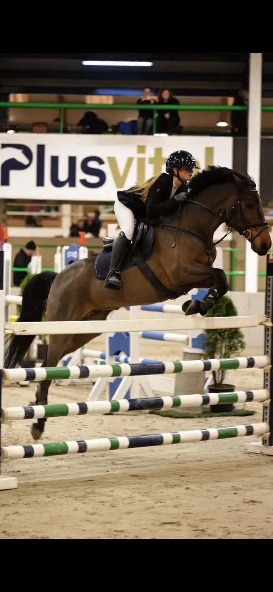148 Pony - Schoolmaster - Image 1