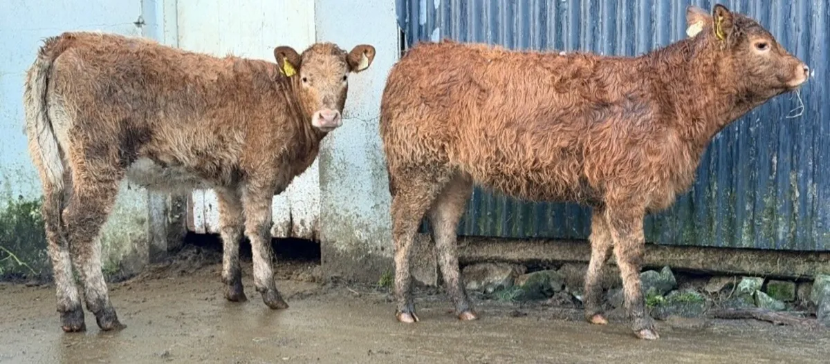 ⭐️2 Super Heifer weanlings⭐️ - Image 2