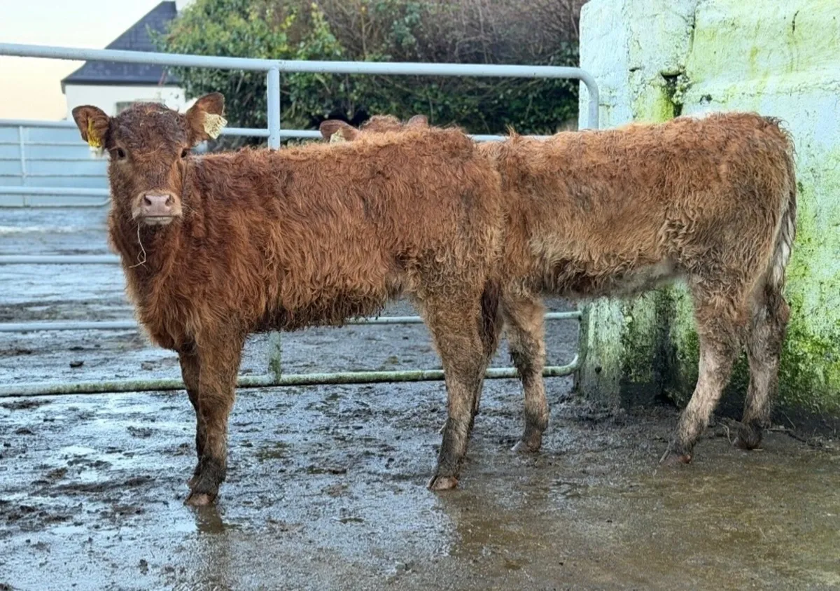 ⭐️2 Super Heifer weanlings⭐️ - Image 3