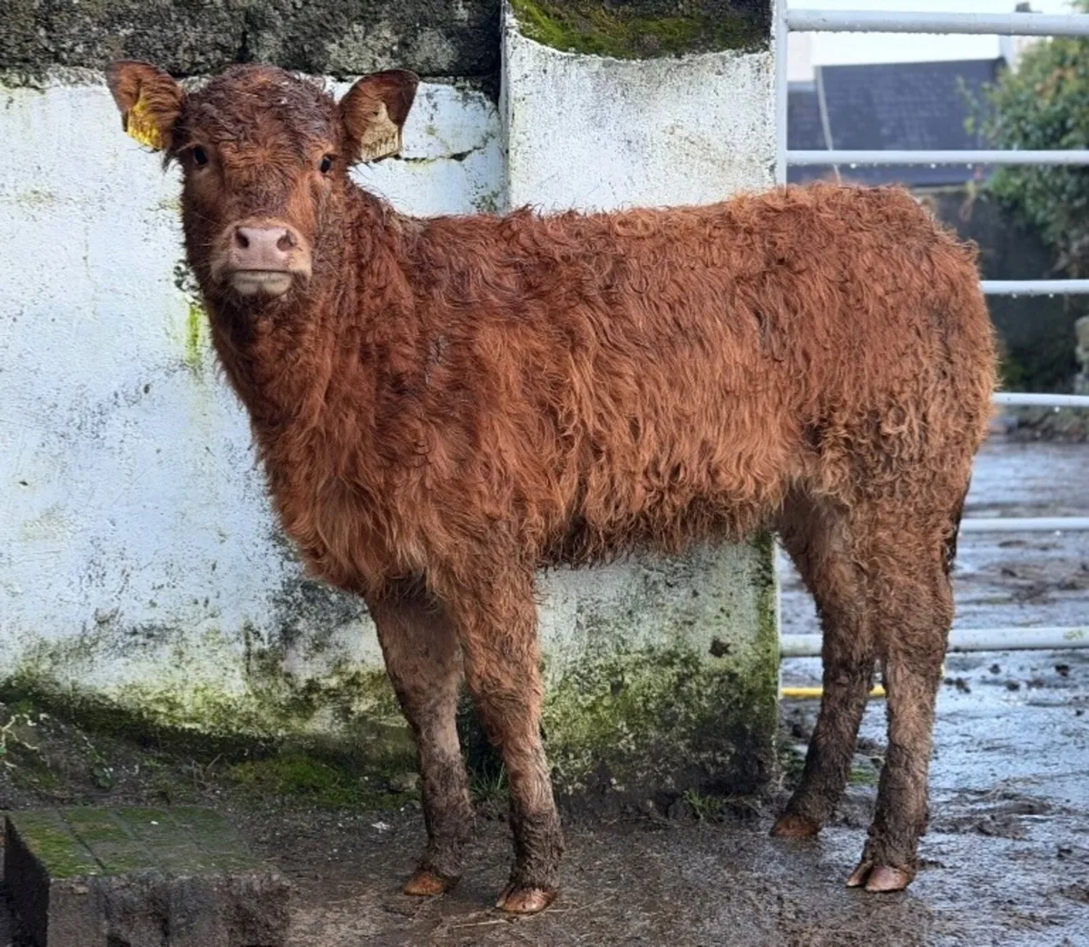 ⭐️2 Super Heifer weanlings⭐️ - Image 4