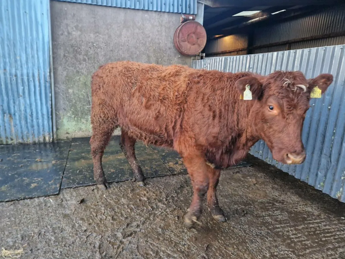 Breeding heifer 4 star - Image 2